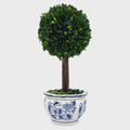Boxwood Ball Topiary Tree in Round Blue & White Ceramic Pot