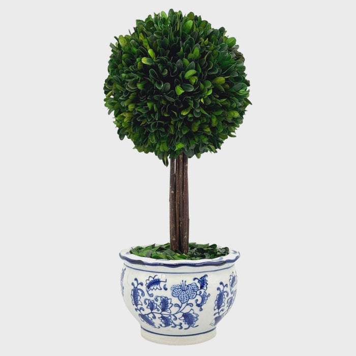 Boxwood Ball Topiary Tree in Round Blue & White Ceramic Pot